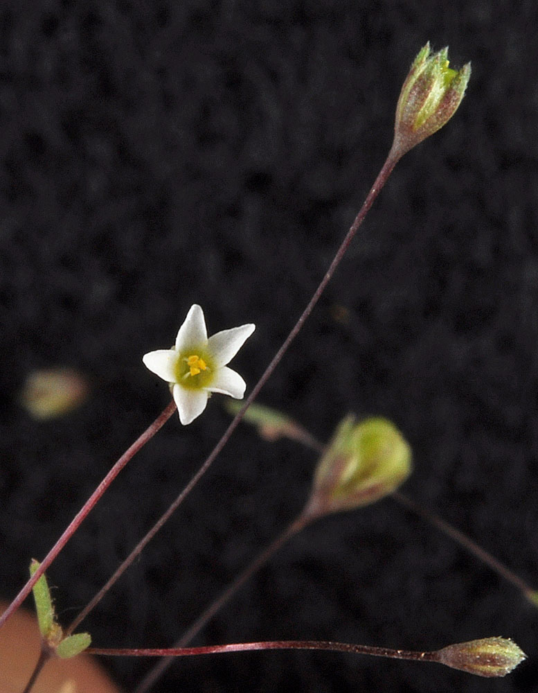 Flora of Eastern Washington Image: Leptosiphon harknessii