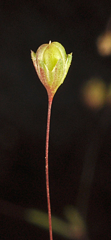 Flora of Eastern Washington Image: Leptosiphon harknessii