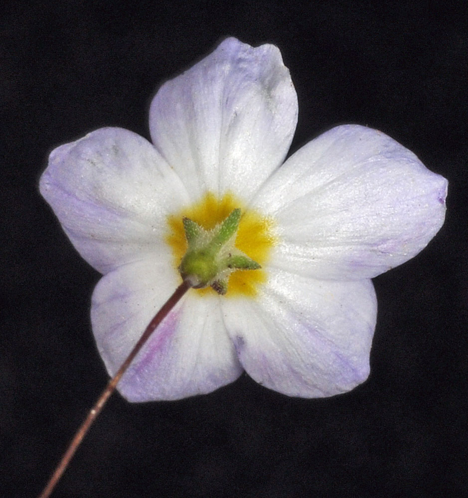 Flora of Eastern Washington Image: Leptosiphon liniflorus