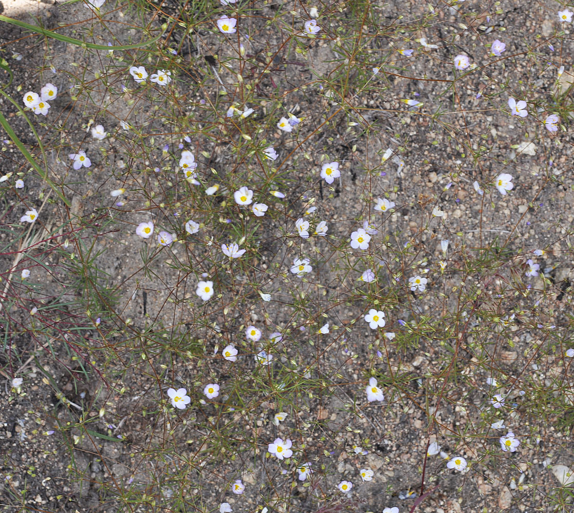 Flora of Eastern Washington Image: Leptosiphon liniflorus