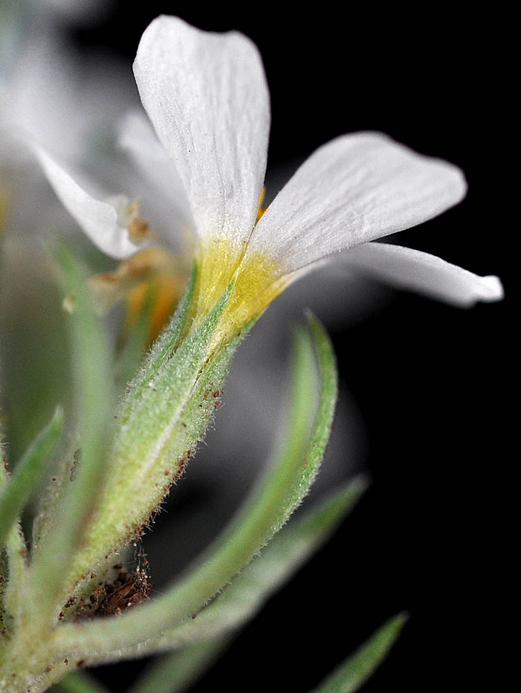 Flora of Eastern Washington Image: Leptosiphon nuttallii