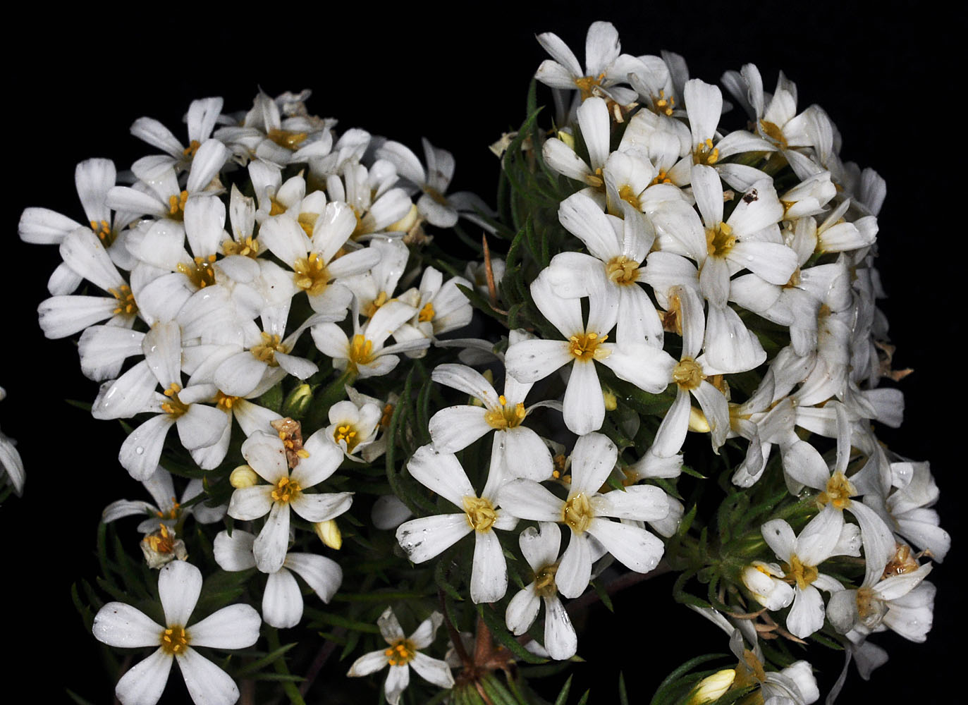 Flora of Eastern Washington Image: Linanthus nuttallii