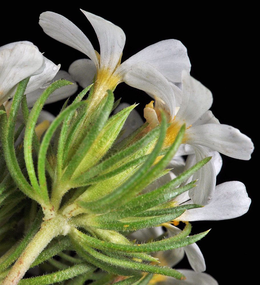 Flora of Eastern Washington Image: Linanthus nuttallii