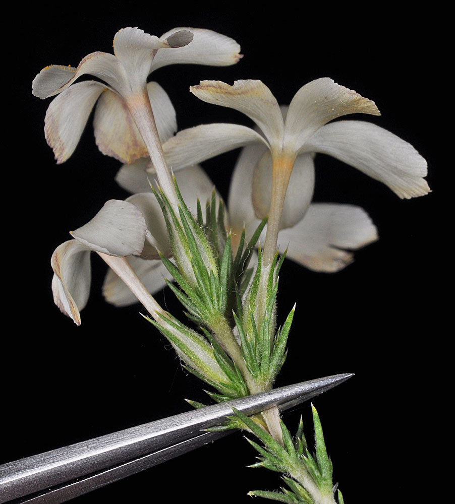 Flora of Eastern Washington Image: Linanthus pungens