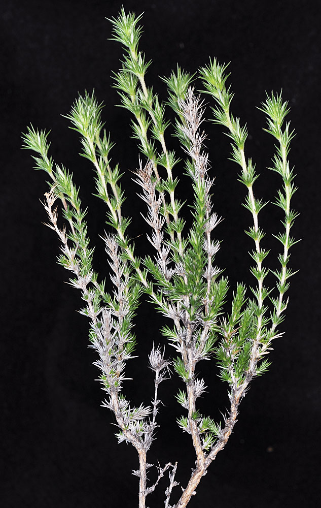 Flora of Eastern Washington Image: Linanthus pungens