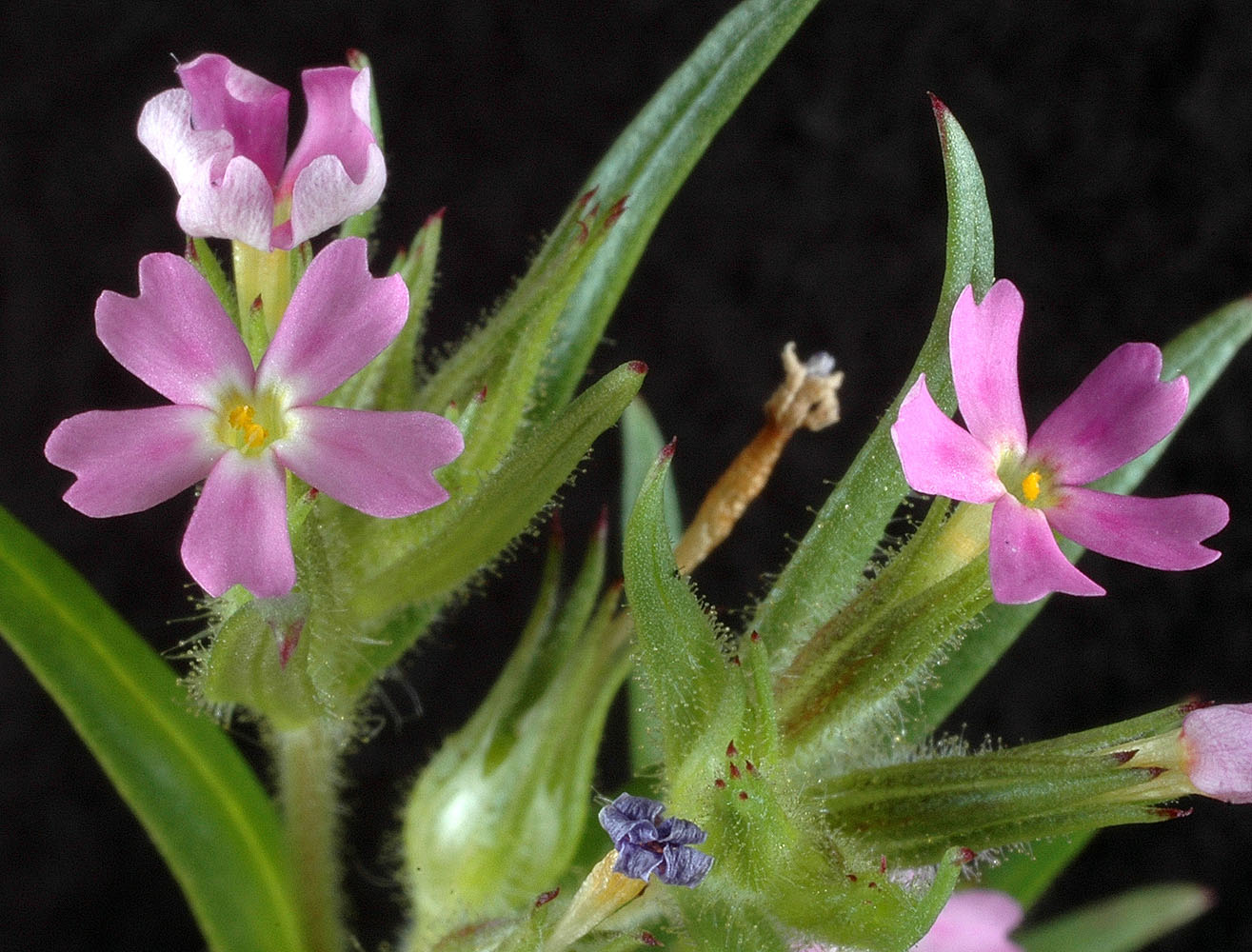 Flora of Eastern Washington Image: Microsteris gracilis