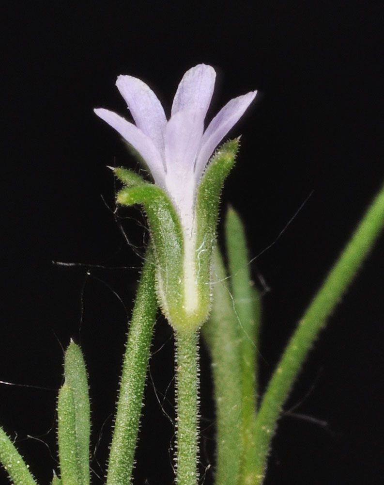 Flora of Eastern Washington Image: Microgilia minutiflora