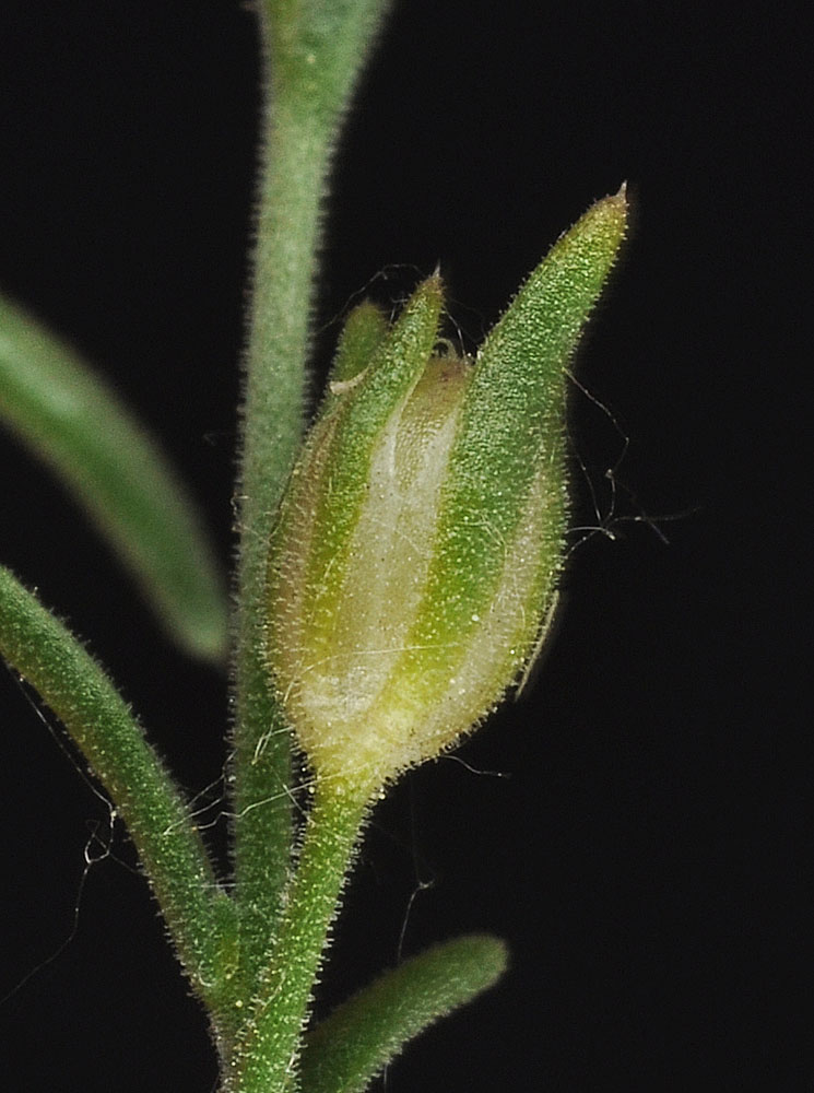 Flora of Eastern Washington Image: Microgilia minutiflora