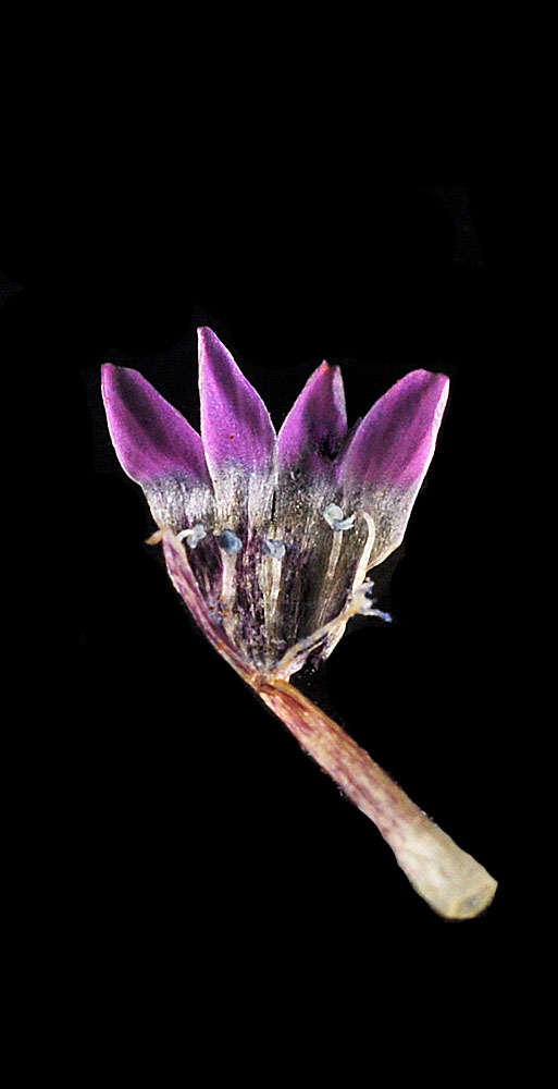 Flora of Eastern Washington Image: Navarretia capillaris