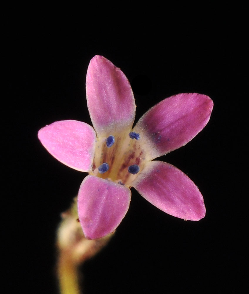 Flora of Eastern Washington Image: Navarretia linearifolia