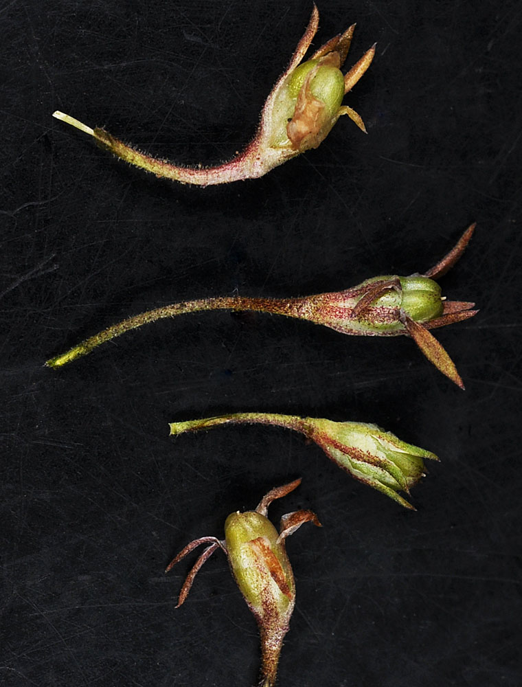 Flora of Eastern Washington Image: Navarretia linearifolia