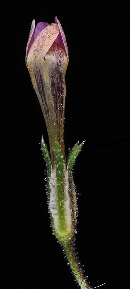 Flora of Eastern Washington Image: Navarretia capillaris