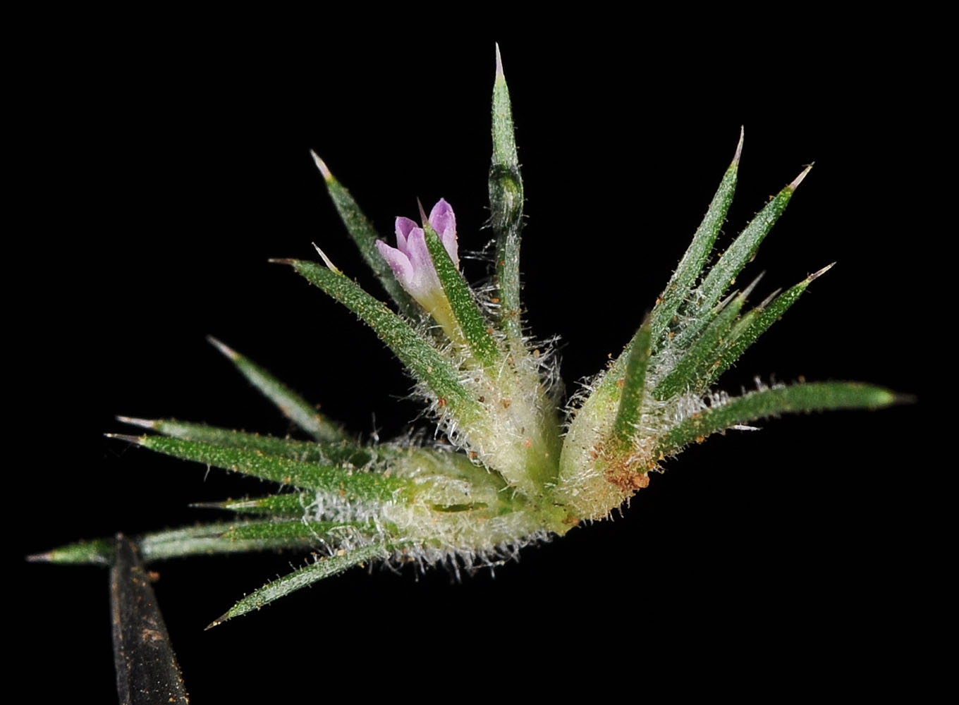 Flora of Eastern Washington Image: Navarretia propinqua