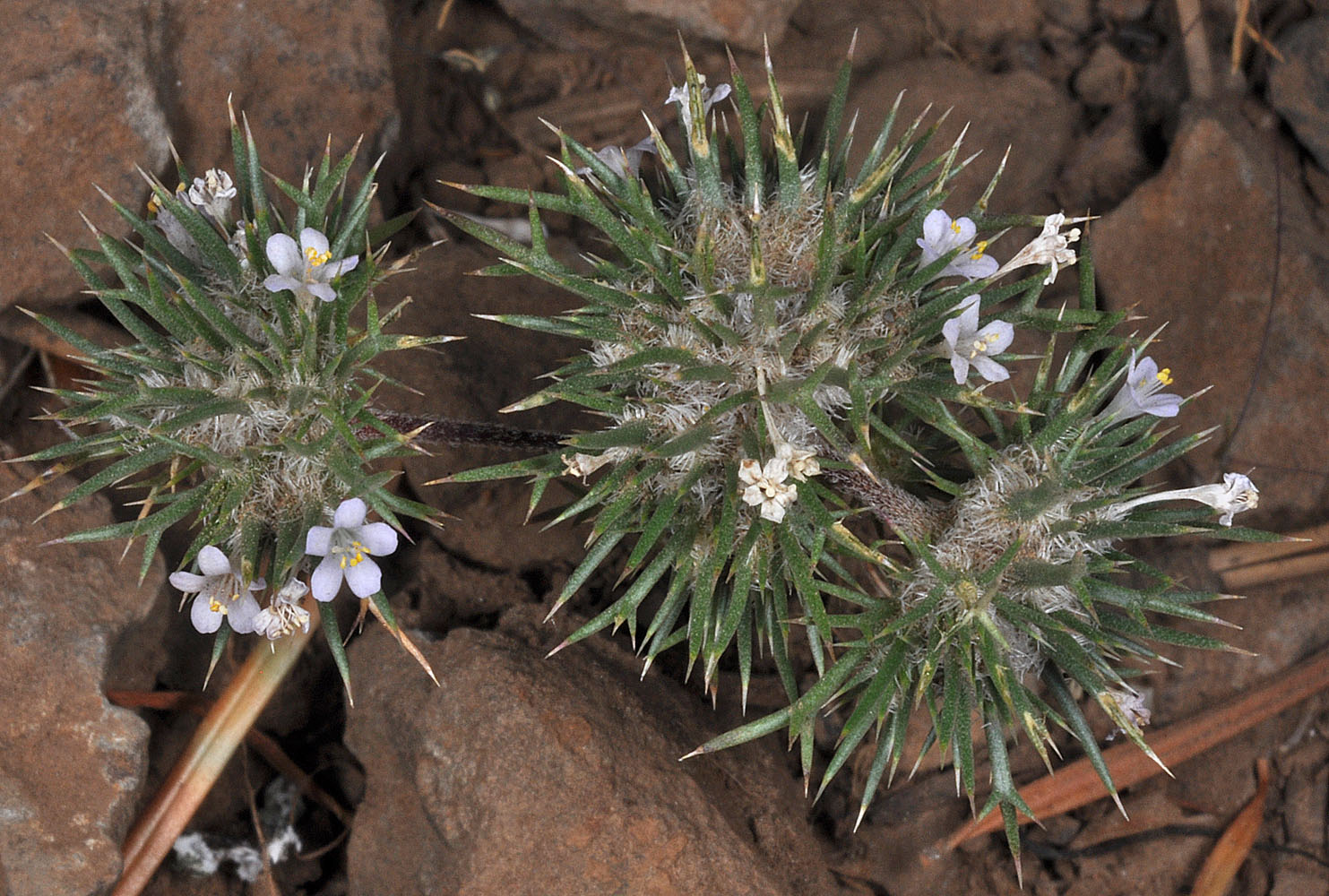 Flora of Eastern Washington Image: Navarretia propinqua