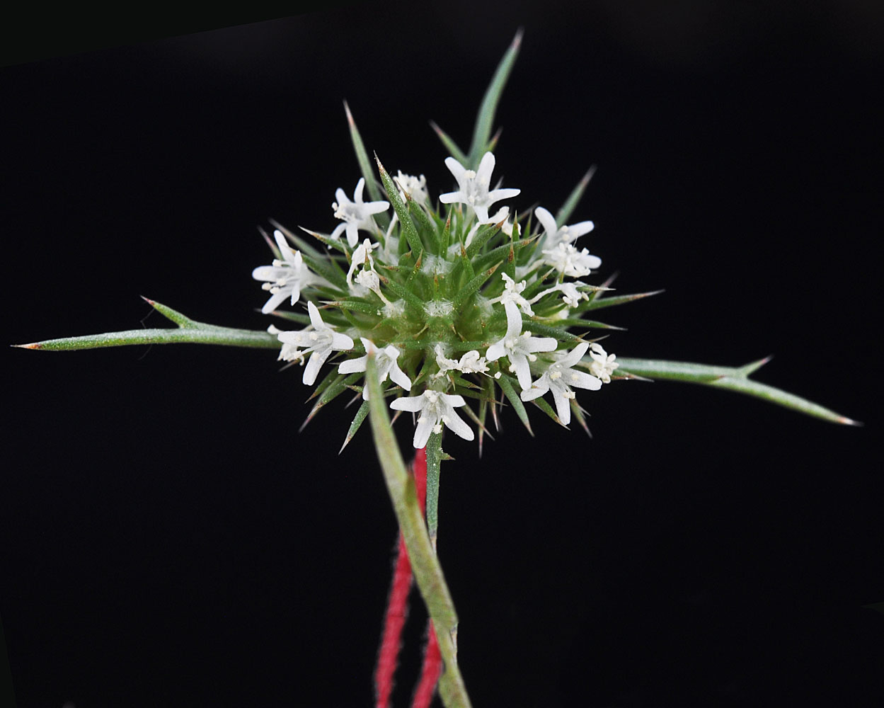 Flora of Eastern Washington Image: Navarretia leucocephala