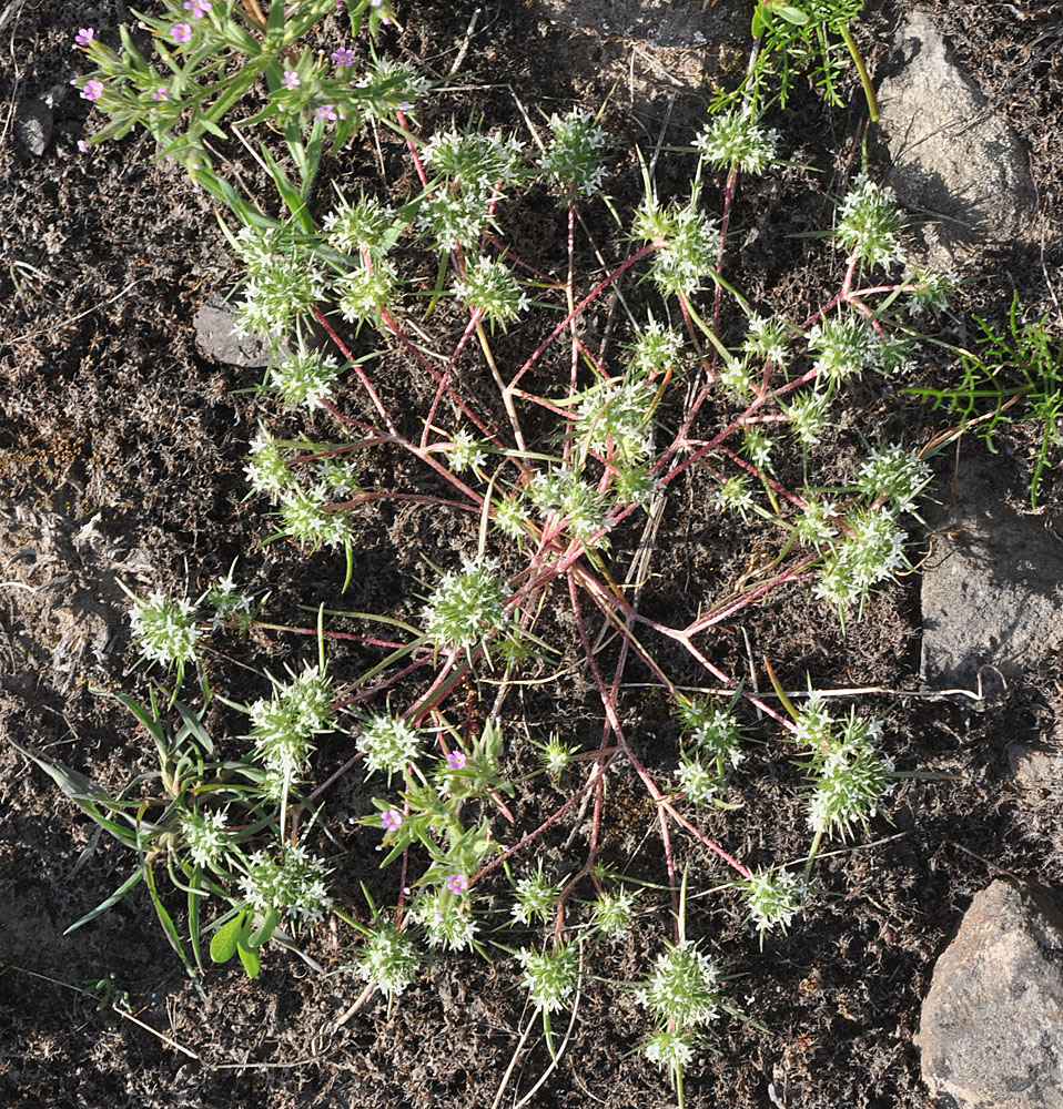 Flora of Eastern Washington Image: Navarretia leucocephala
