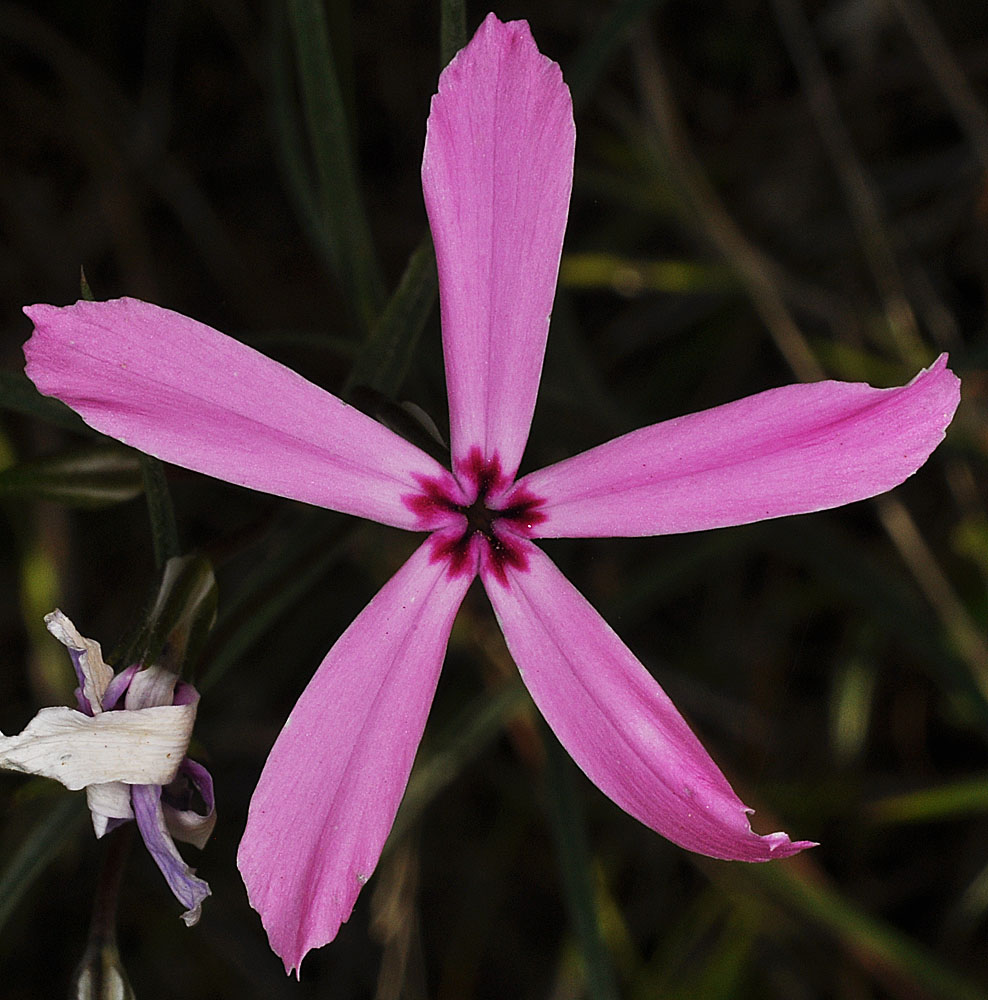 Flora of Eastern Washington Image: Phlox colubrina