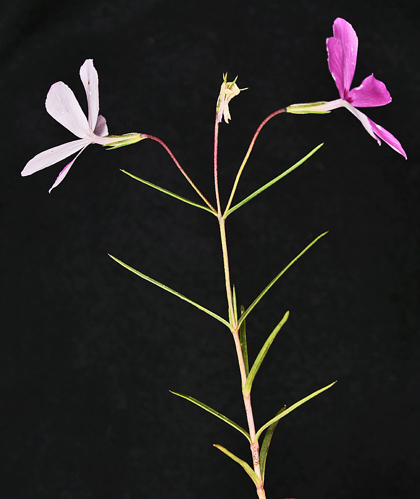 Flora of Eastern Washington Image: Phlox colubrina