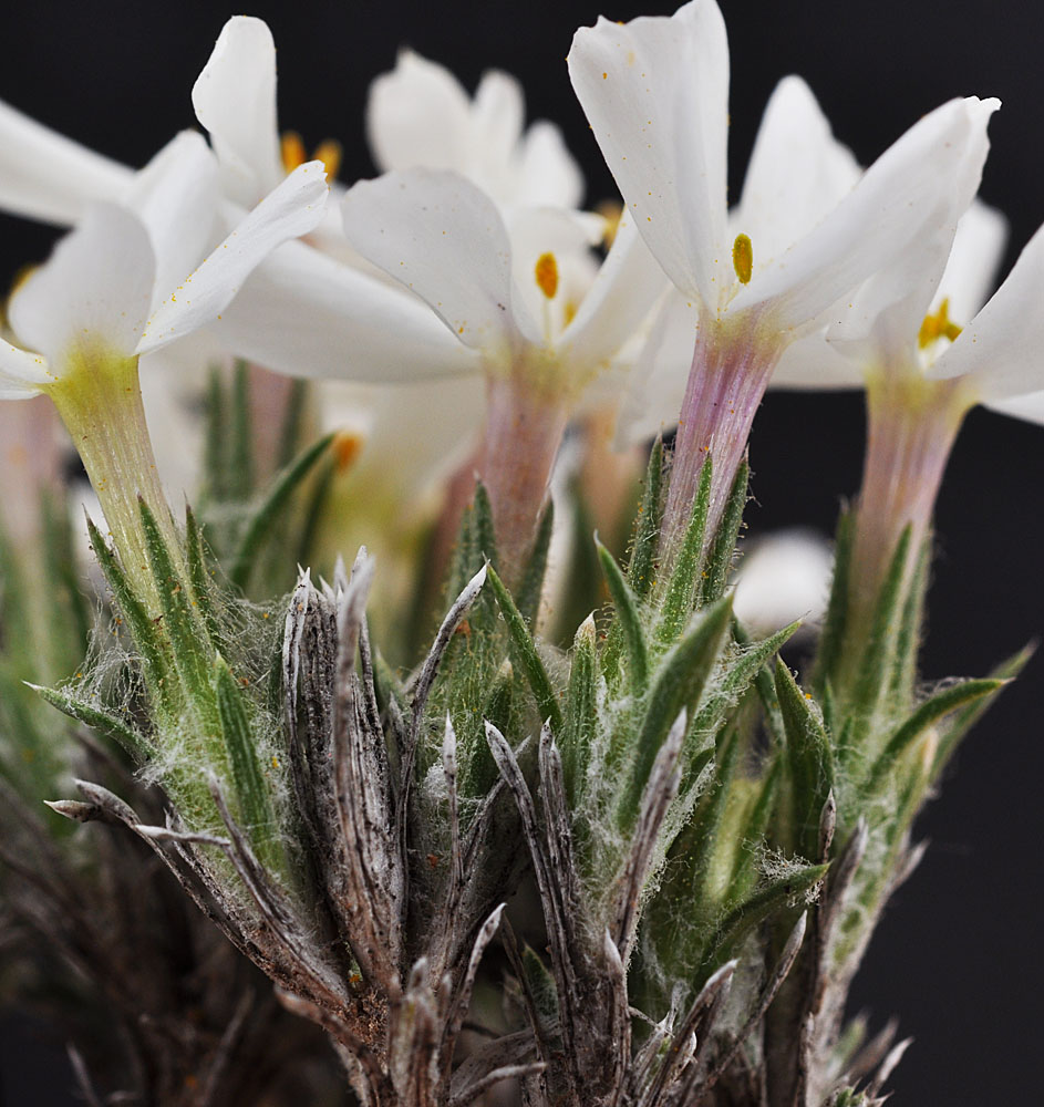 Flora of Eastern Washington Image: Phlox hoodii