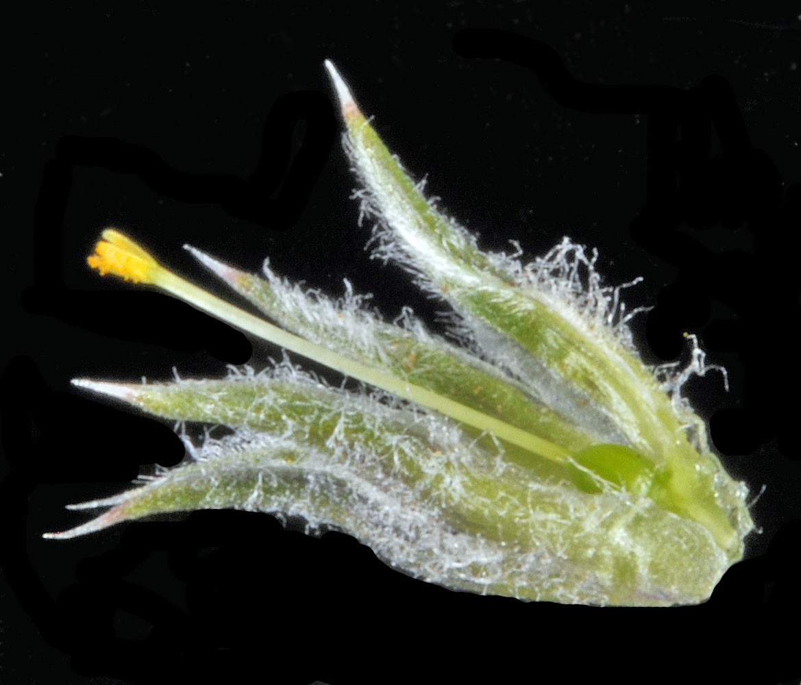 Flora of Eastern Washington Image: Phlox hoodii