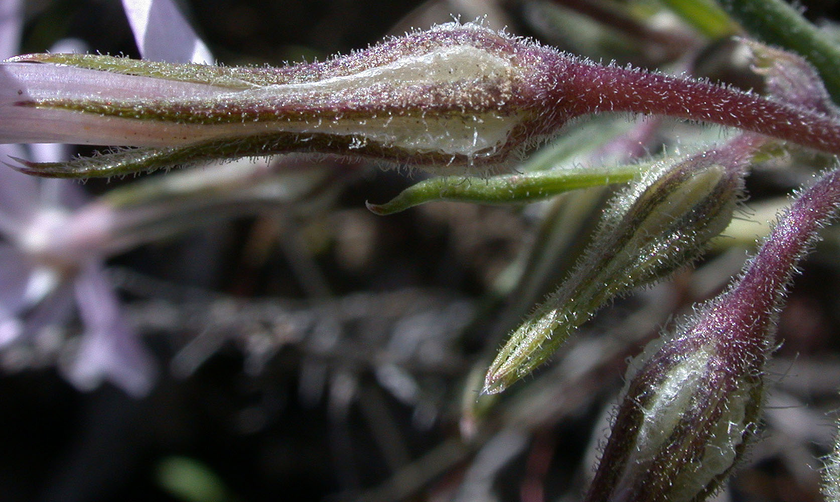 Flora of Eastern Washington Image: Phlox longifolia