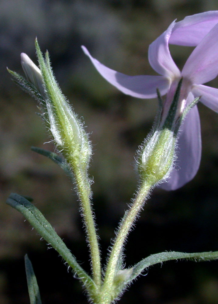 Flora of Eastern Washington Image: Phlox longifolia