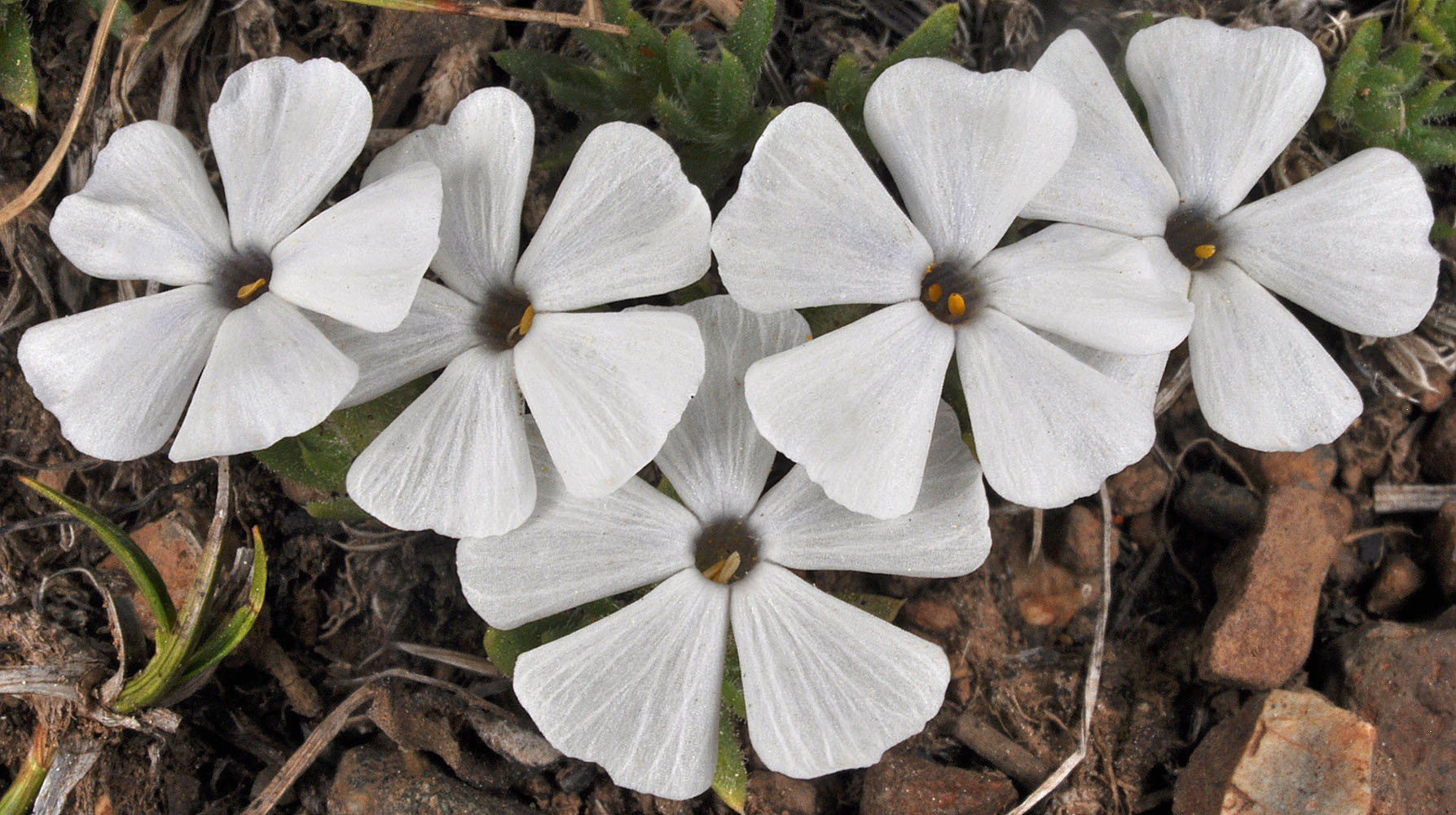 Flora of Eastern Washington Image: Phlox pulvinata