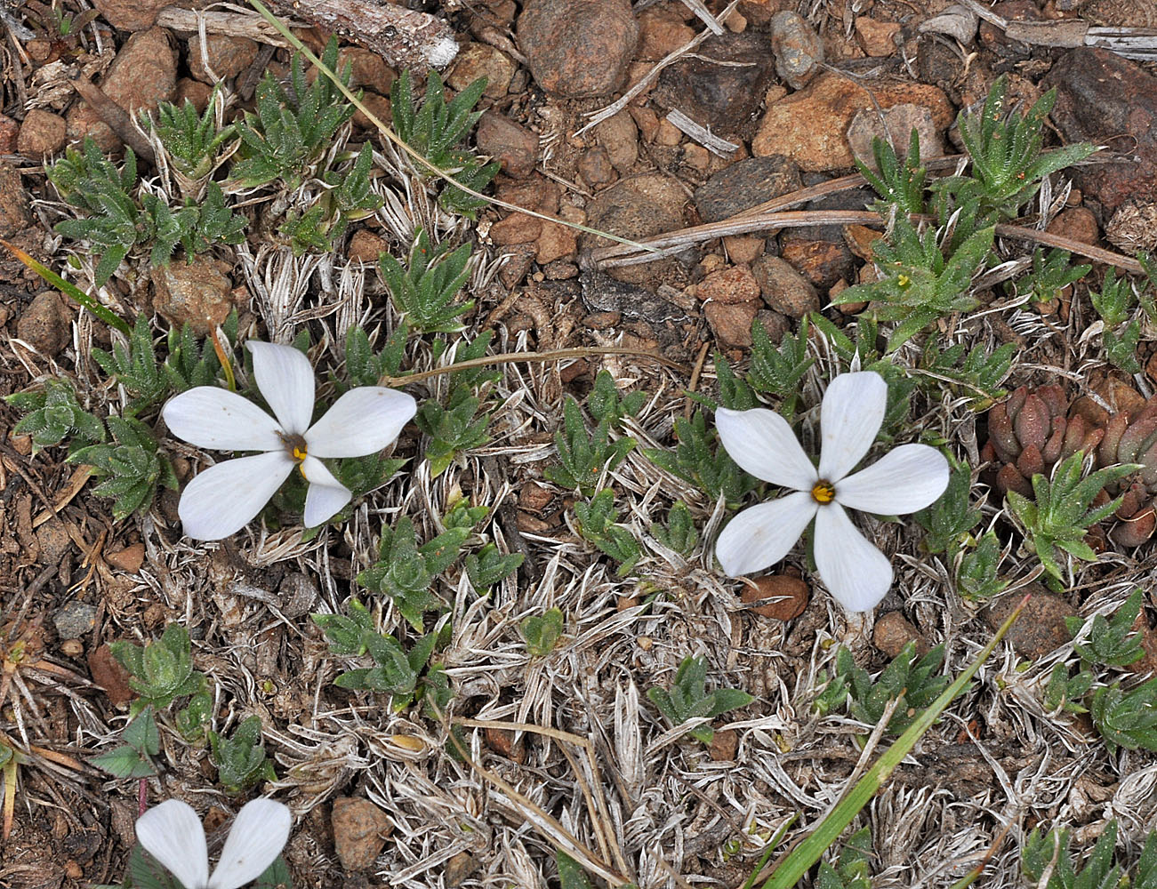 Flora of Eastern Washington Image: Phlox pulvinata