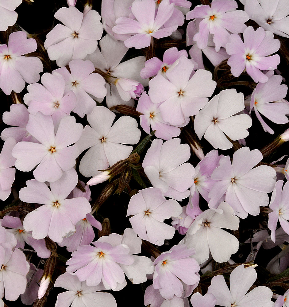 Flora of Eastern Washington Image: Phlox speciosa