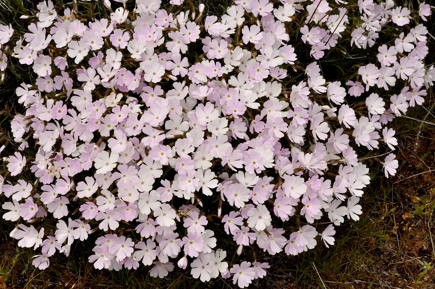 Flora of Eastern Washington Image: Phlox speciosa