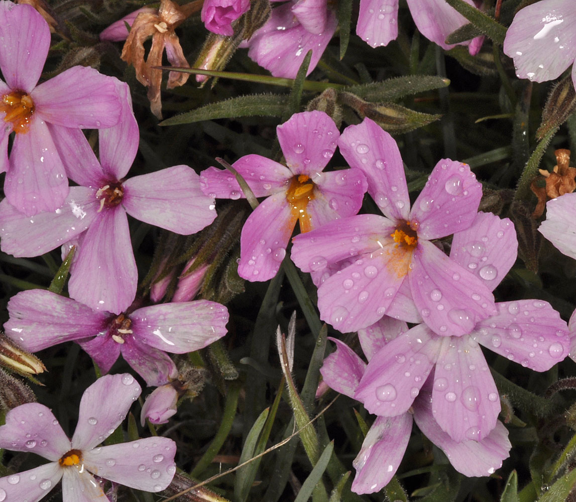 Flora of Eastern Washington Image: Phlox visida