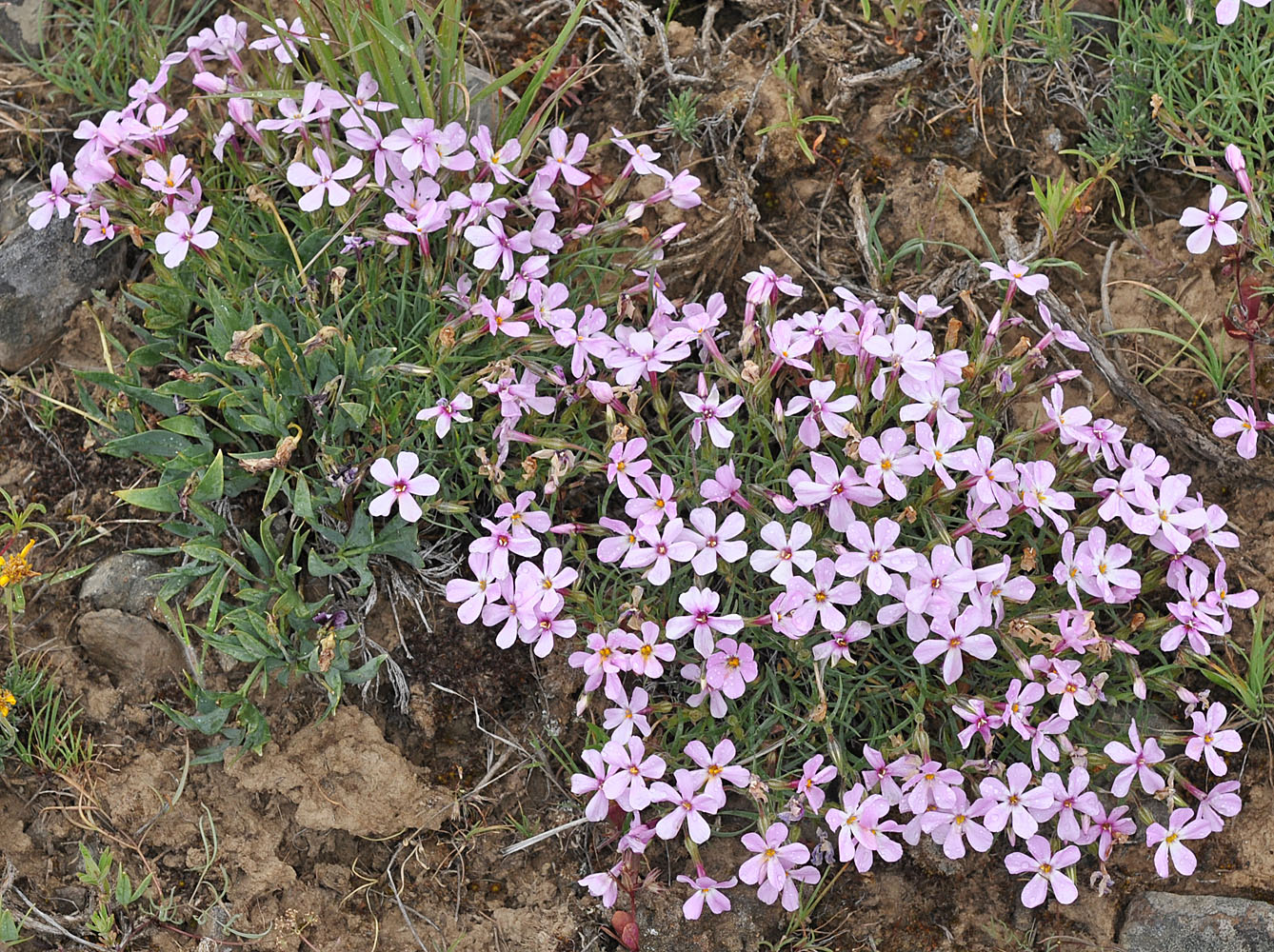 Flora of Eastern Washington Image: Phlox visida