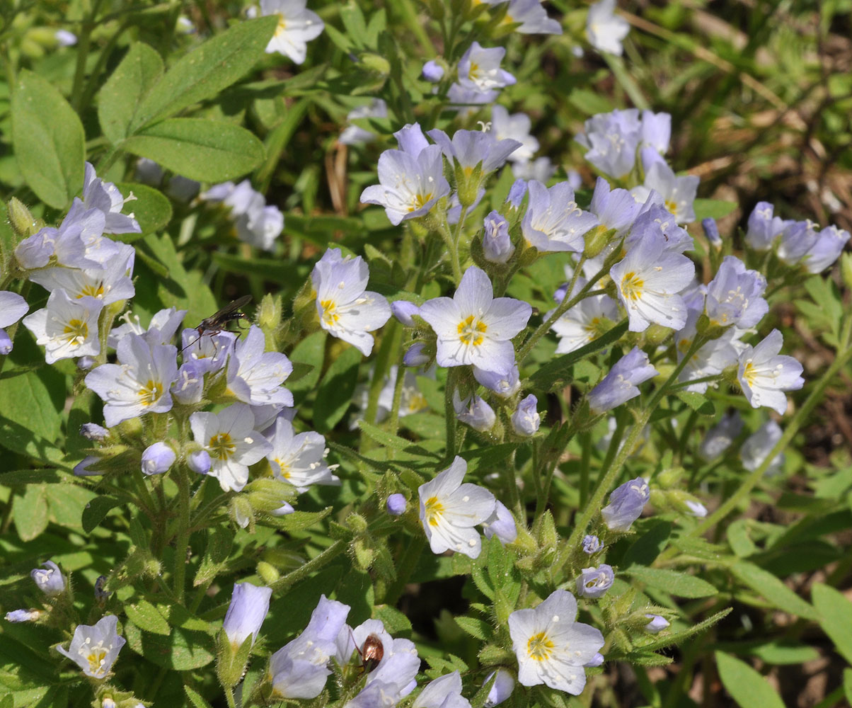 Flora of Eastern Washington Image: Polemonium californicum