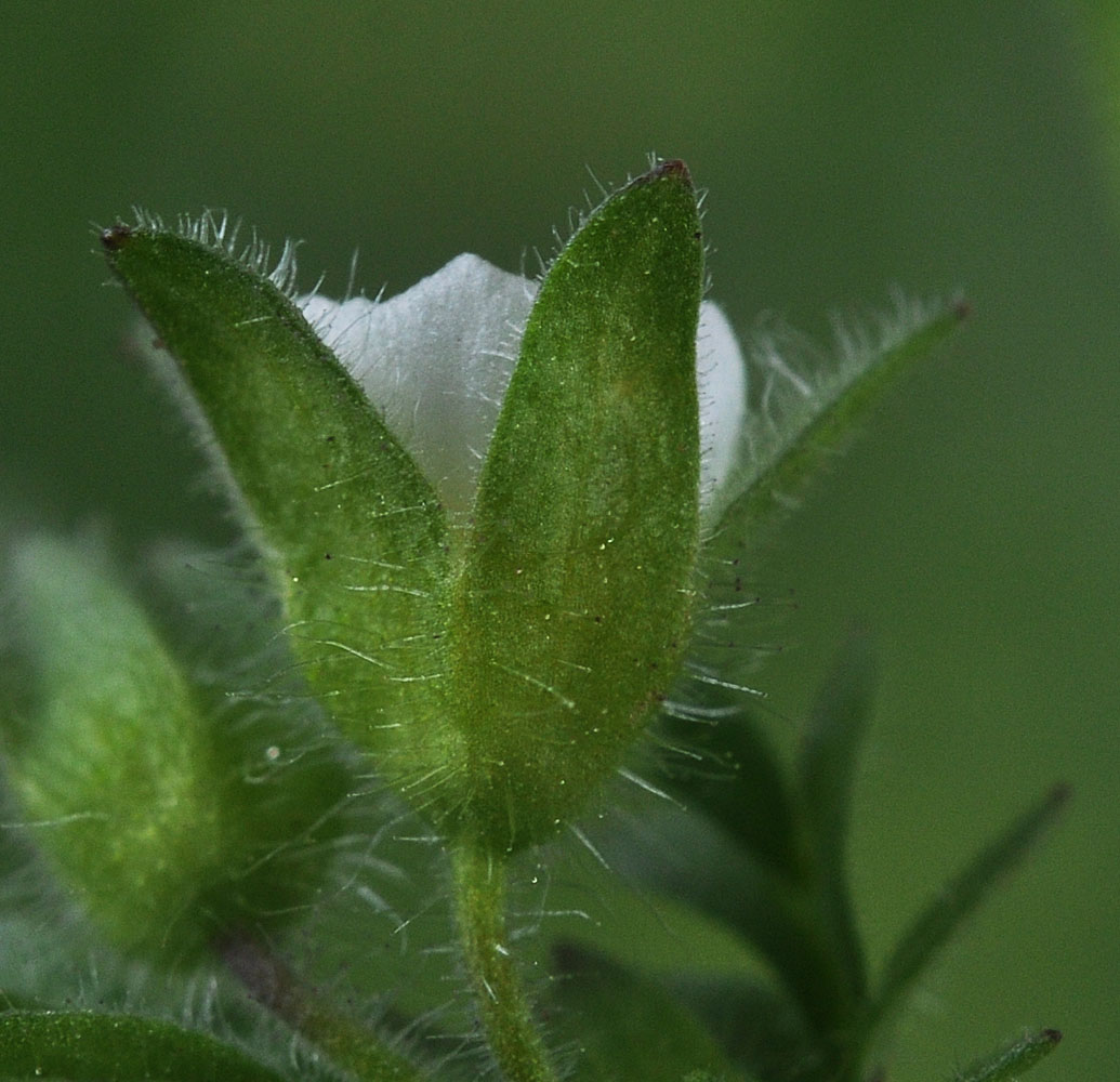 Flora of Eastern Washington Image: Polemonium micranthum