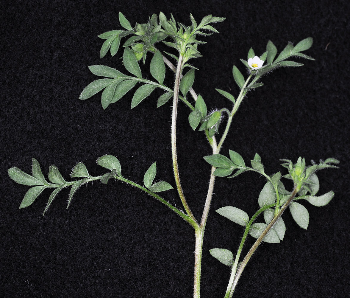 Flora of Eastern Washington Image: Polemonium micranthum