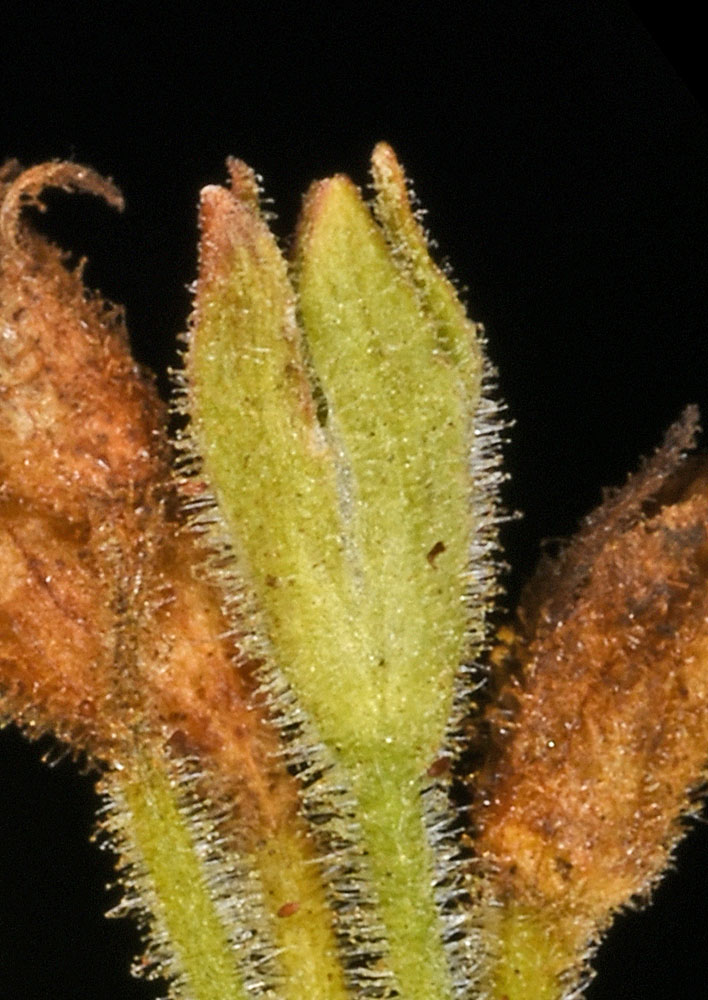 Flora of Eastern Washington Image: Polemonium occidentale