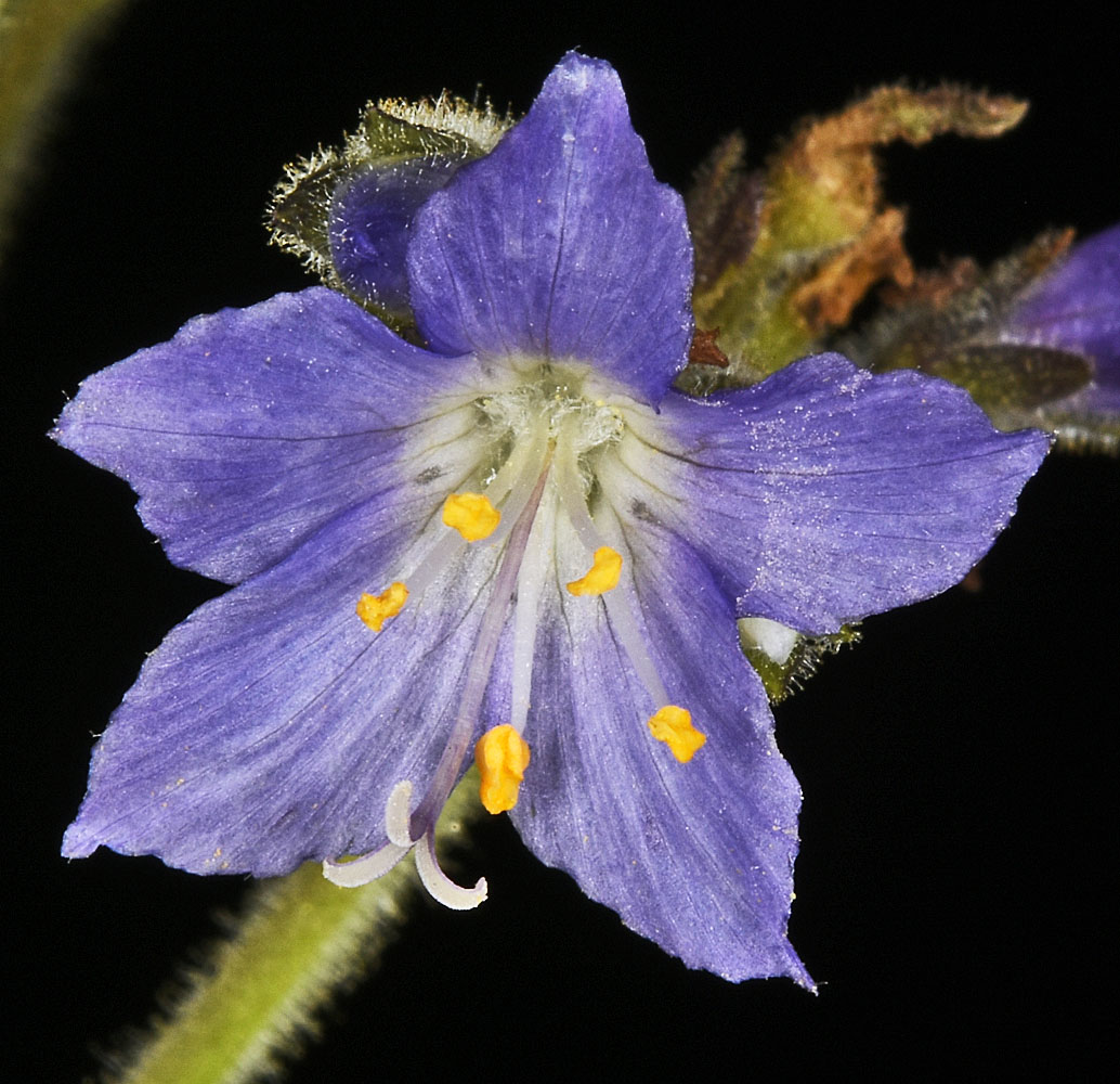 Flora of Eastern Washington Image: Polemonium occidentale