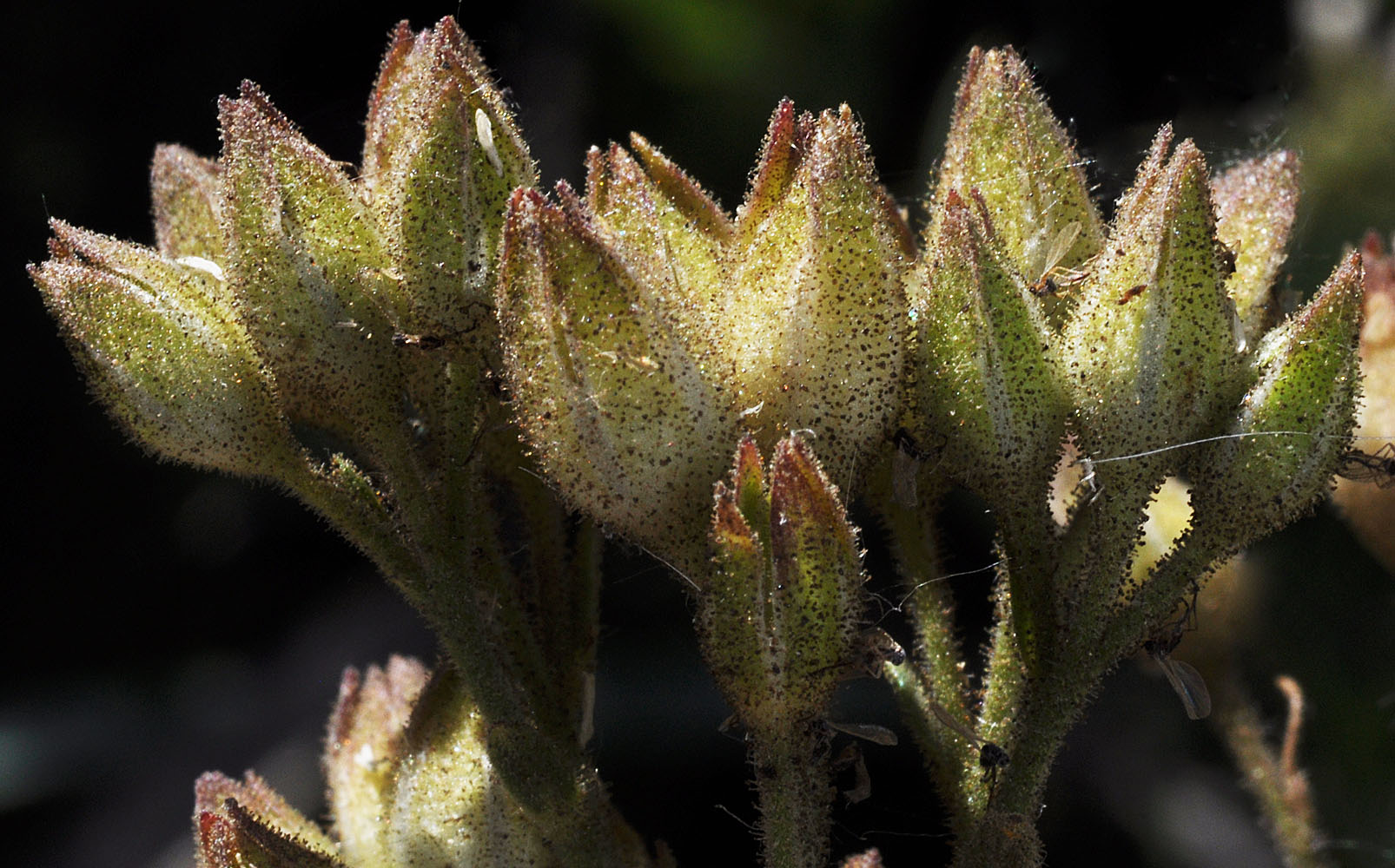Flora of Eastern Washington Image: Polemonium pectinatum