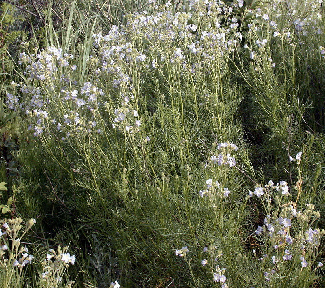 Flora of Eastern Washington Image: Polemonium pectinatum