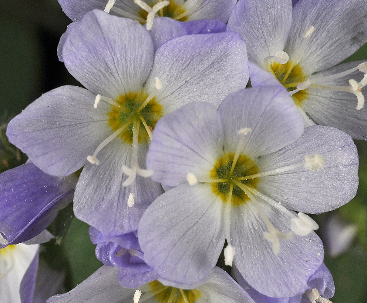 Flora of Eastern Washington Image: Polemonium pulcherrimum