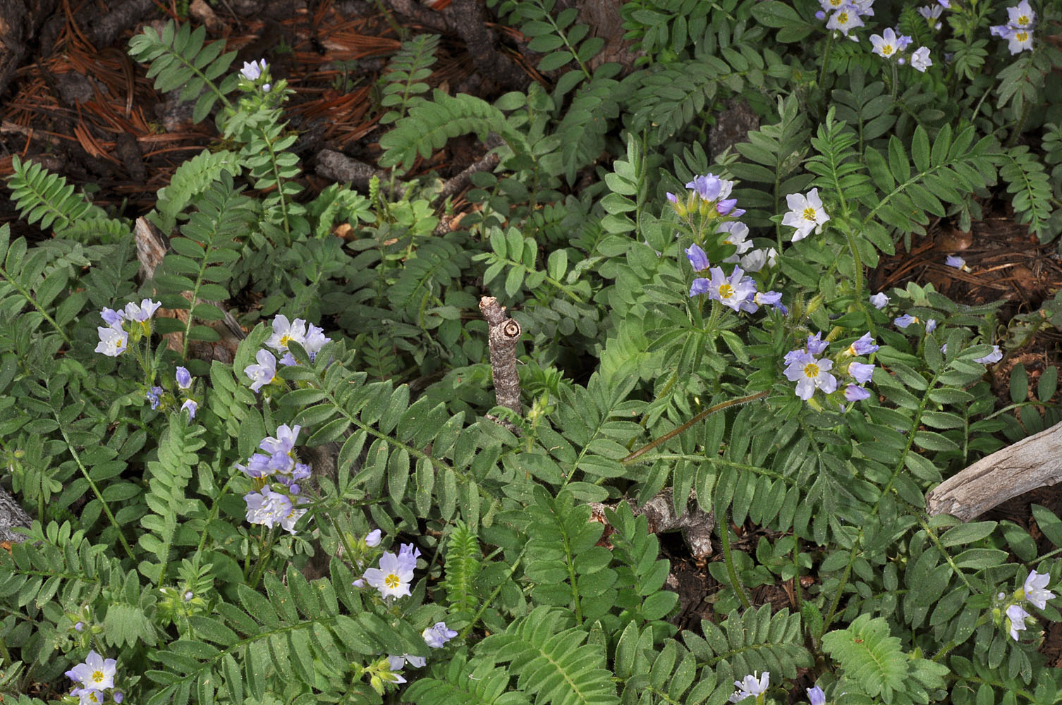 Flora of Eastern Washington Image: Polemonium pulcherrimum