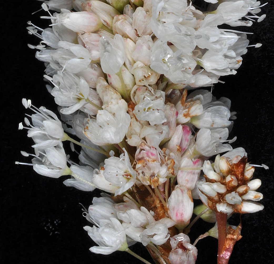 Flora of Eastern Washington Image: Bistorta bistortoides