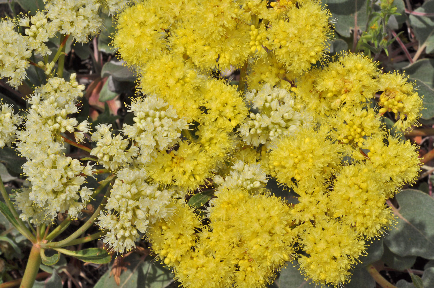 Flora of Eastern Washington Image: Eriogonum compositum