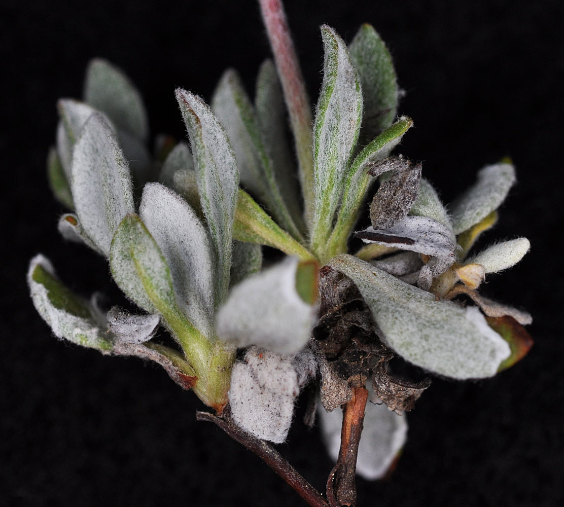 Flora of Eastern Washington Image: Eriogonum douglasii