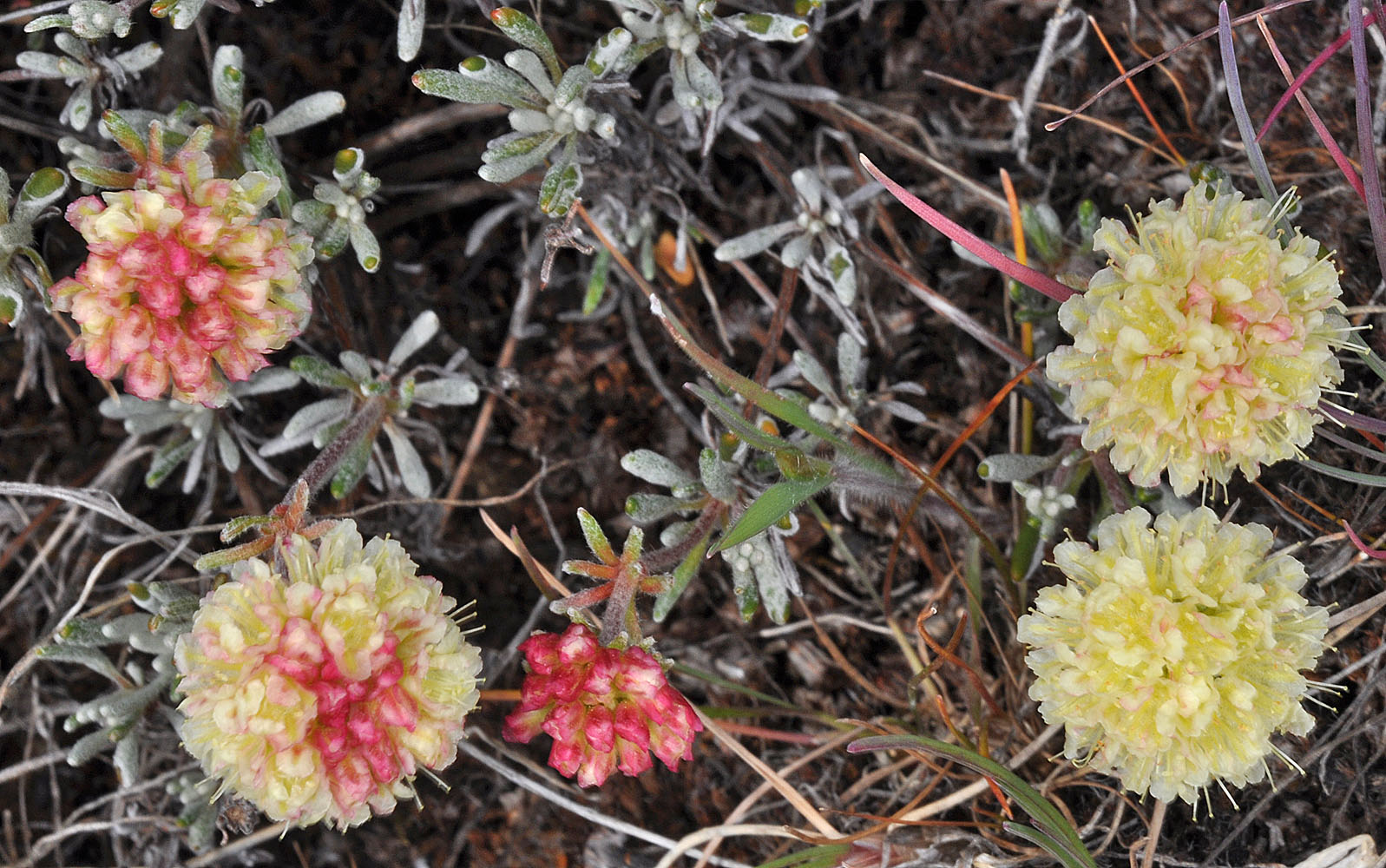 Flora of Eastern Washington Image: Eriogonum douglasii