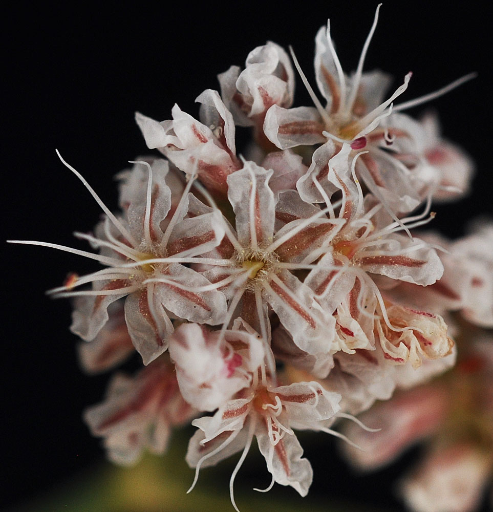 Flora of Eastern Washington Image: Eriogonum elatum