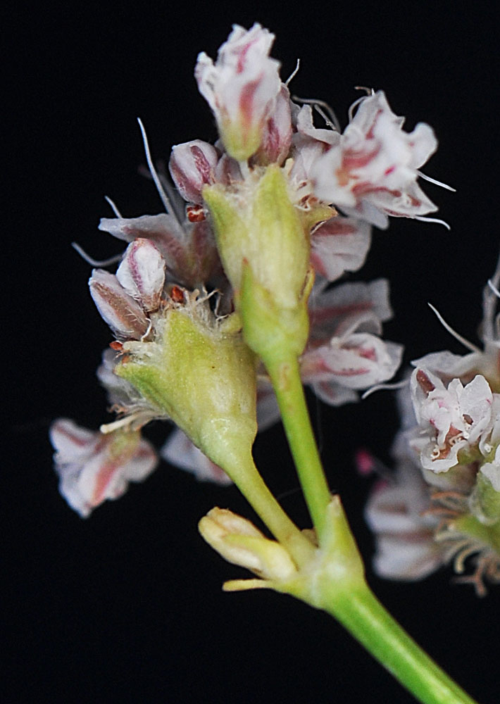 Flora of Eastern Washington Image: Eriogonum elatum