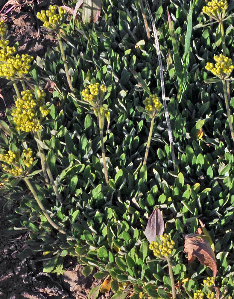 Flora of Eastern Washington Image: Eriogonum flavum