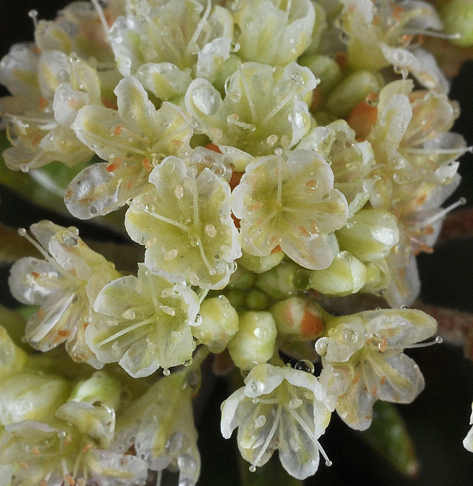 Flora of Eastern Washington Image: Eriogonum heracleoides