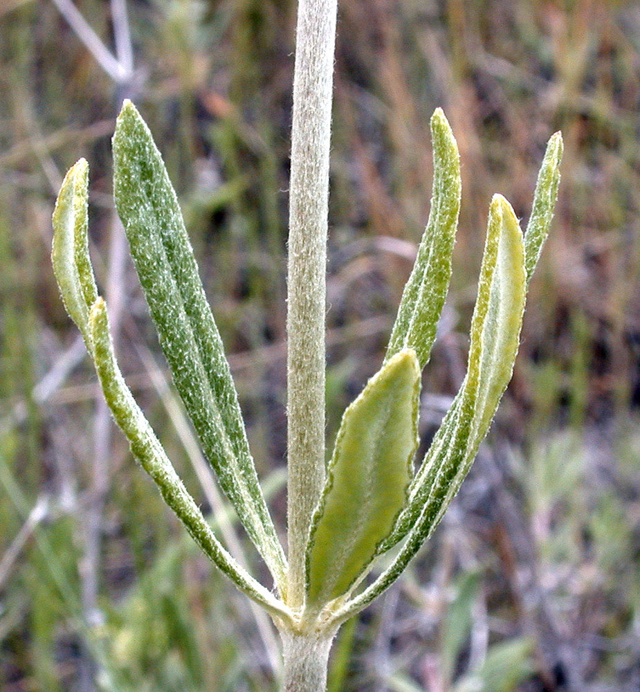 Flora of Eastern Washington Image: Eriogonum heracleoides